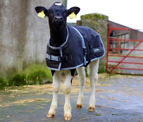 Calf Jacket